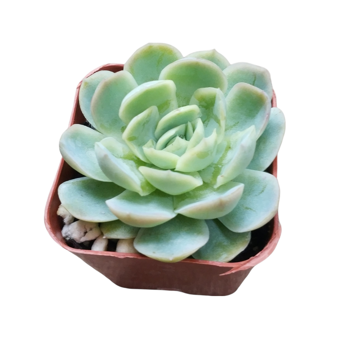 Echeveria 'Raspberry Ice' - Succulents Depot