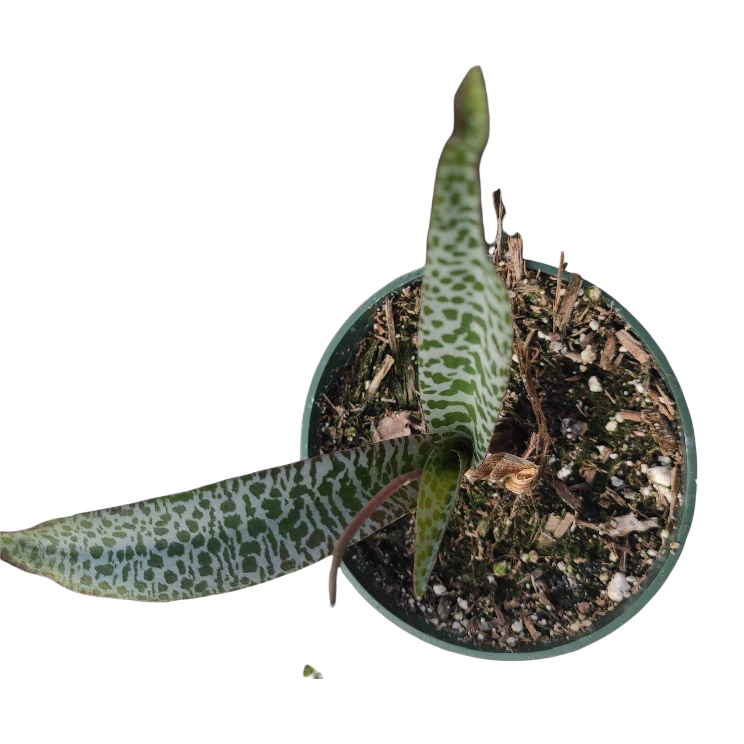 silver squill succulent Ledebouria ovatifolia 'Silver Squill'