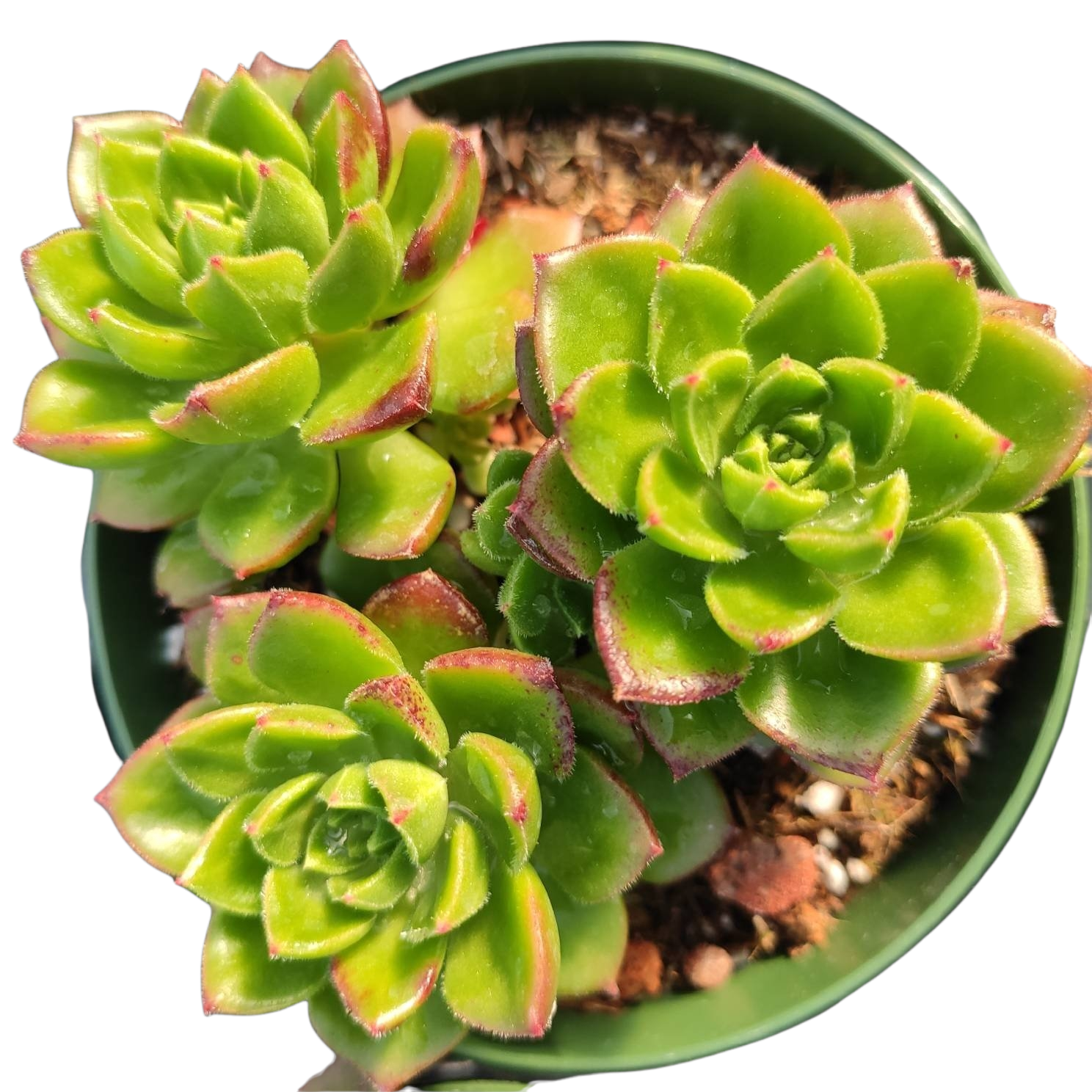 sedeveria succulent types Sedeveria 'Letizia'