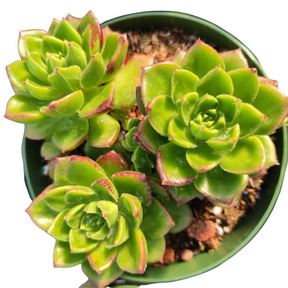 Sedeveria 'Letizia' - Succulents Depot