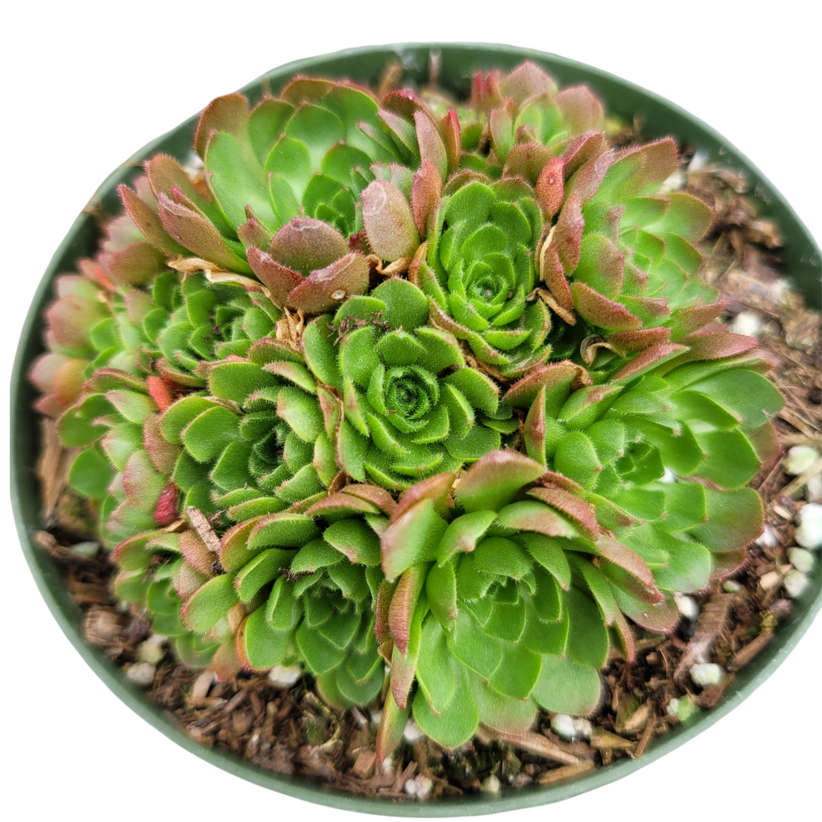 Rosularia platyphylla - Succulents Depot