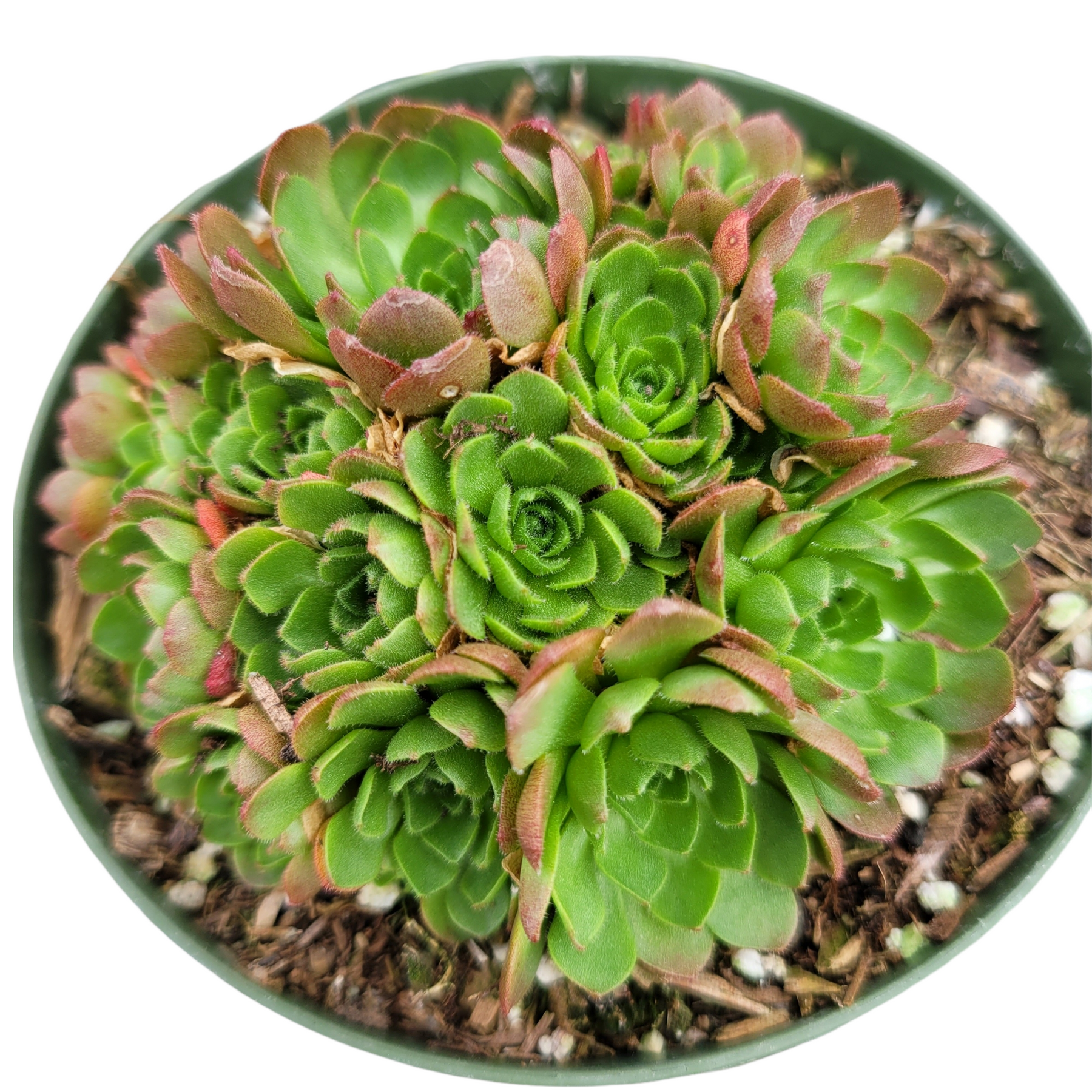 platyphylla succulent Rosularia platyphylla 2 Inch Cluster