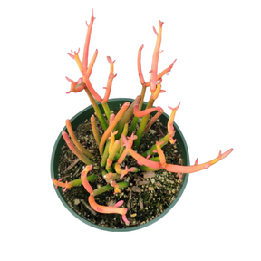 firestick succulent home depot Euphorbia tirucalli 'Sticks on Fire' 6 Inch