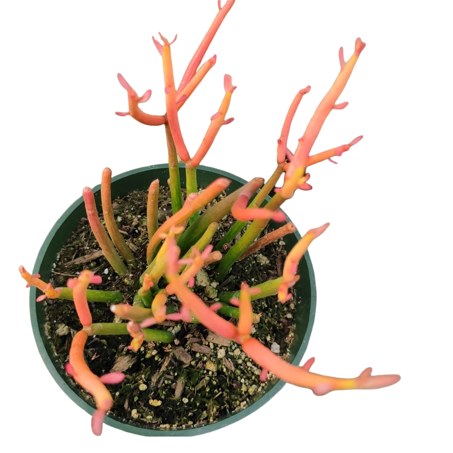 fire succulents Euphorbia tirucalli 'Sticks on Fire' 6 Inch