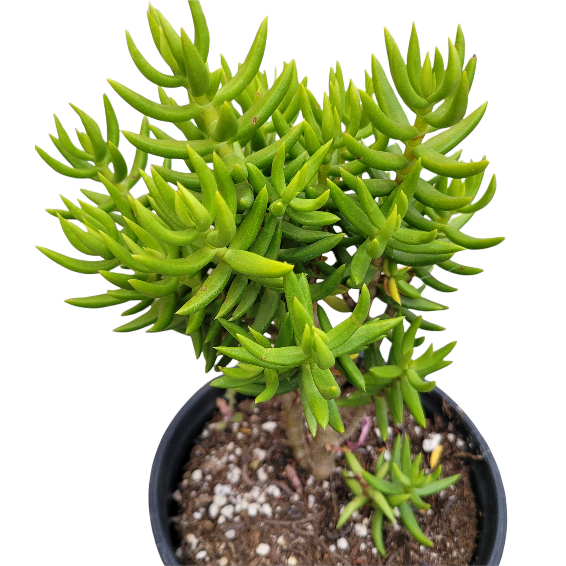 Crassula tetragona 'Miniature Pine Tree'