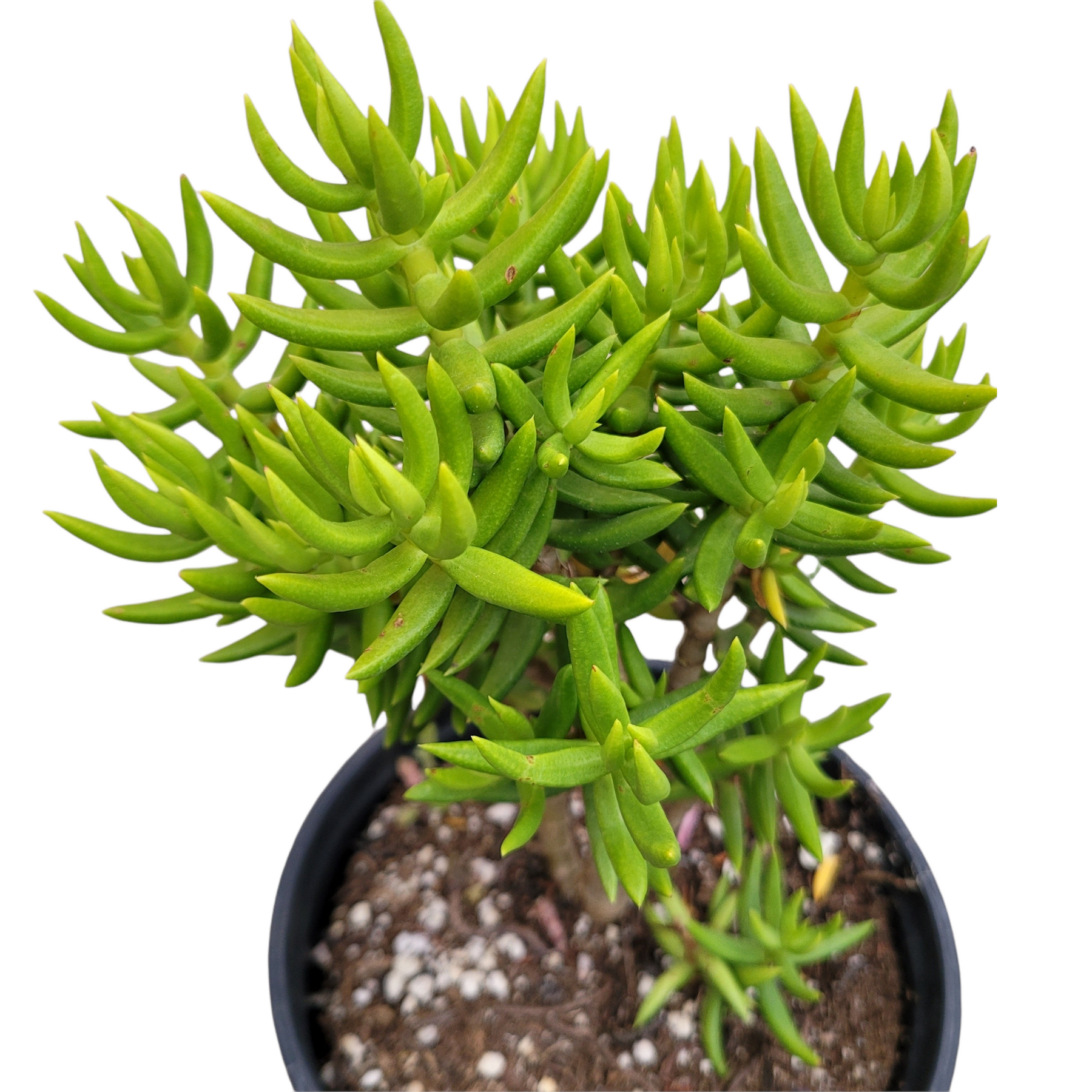 Crassula Tetragona 'Miniature Pine Tree' 2 inch
