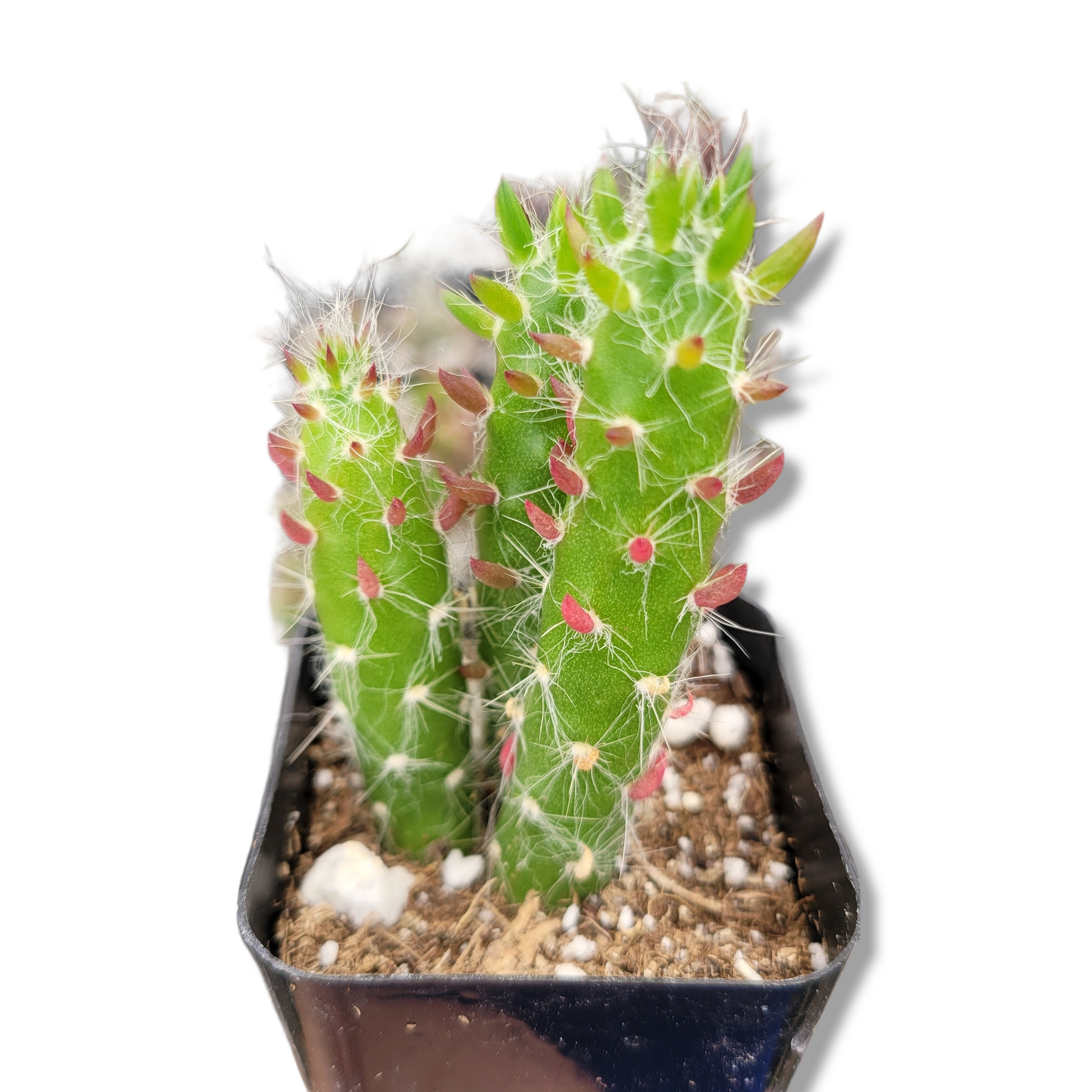 Opuntia Subulata Eve’s Needle Cactus - Succulents Depot