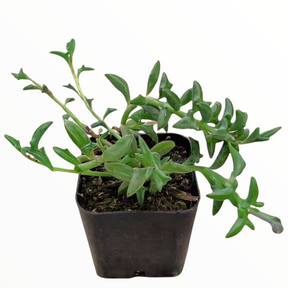 dolphin succulents where to buy String of Dolphins Senecio peregrinus 8 Inch