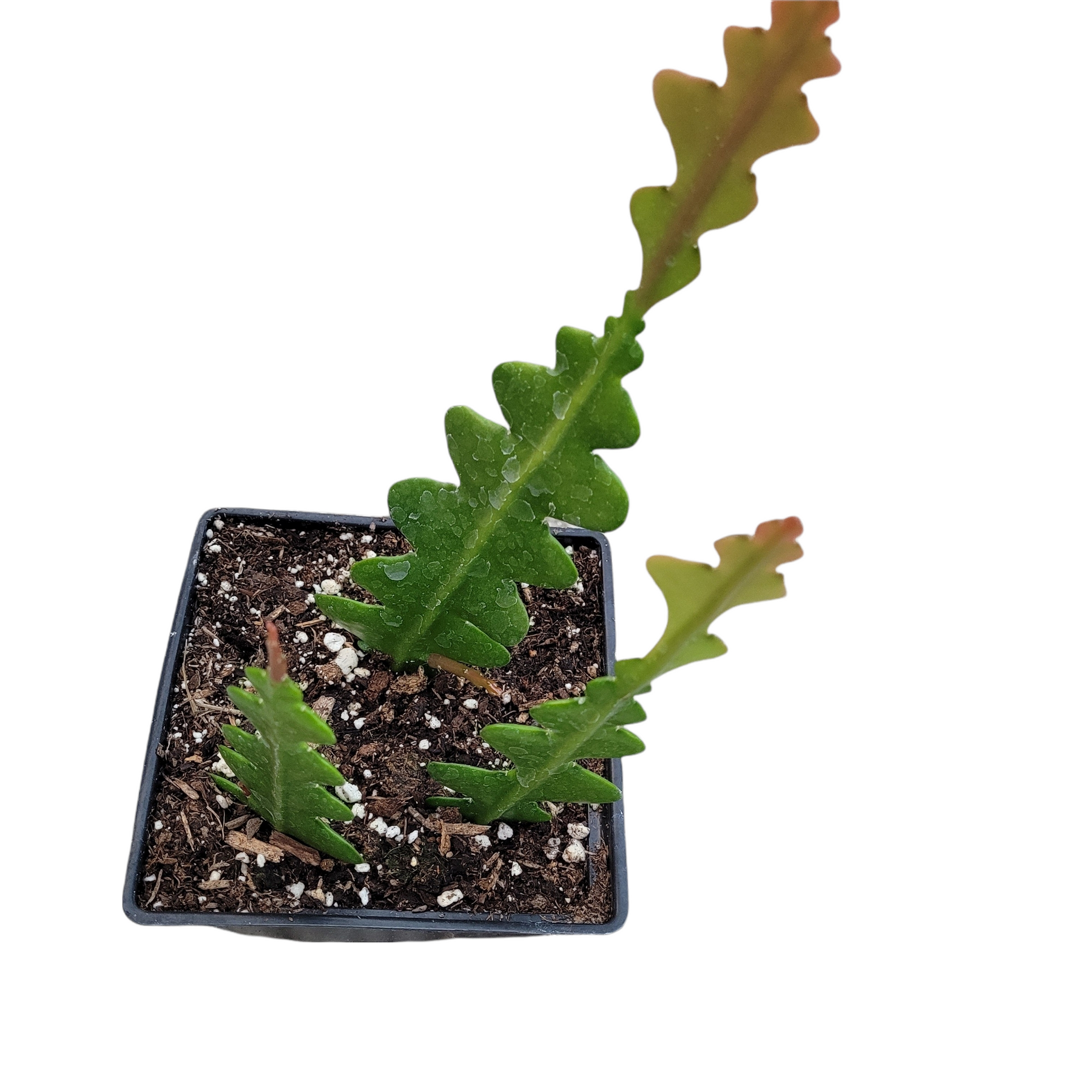 Epiphyllum anguliger ‘Fishbone Cactus’