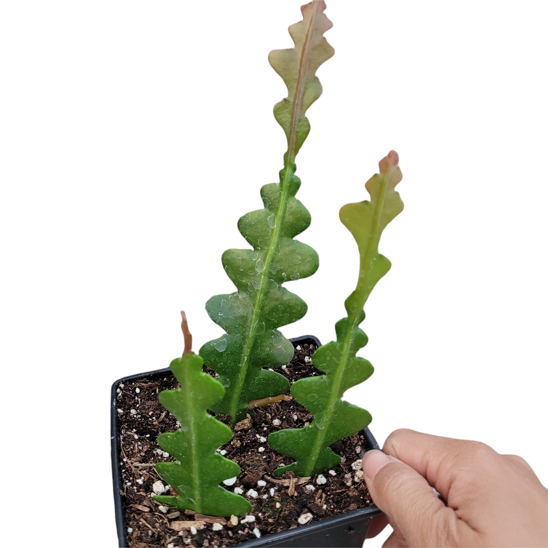 Epiphyllum anguliger ‘Fishbone Cactus’