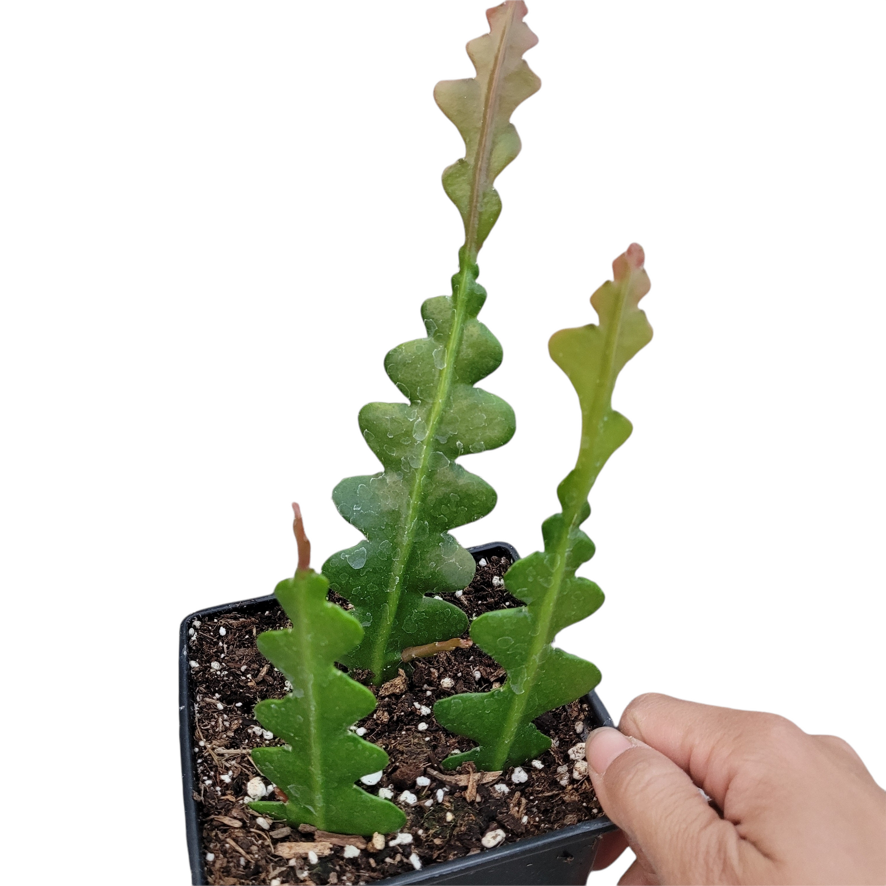 fishbone succulent Epiphyllum anguliger 'Fishbone Cactus'