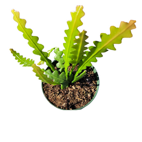 Epiphyllum anguliger ‘Fishbone Cactus’