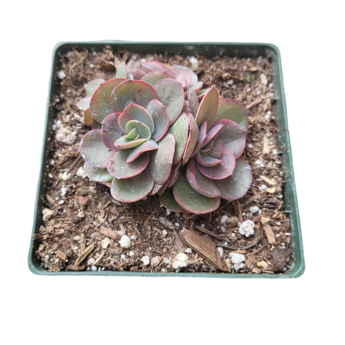 Echeveria Suyon