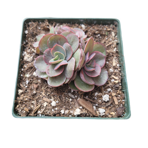 br succulent company Echeveria Suyon