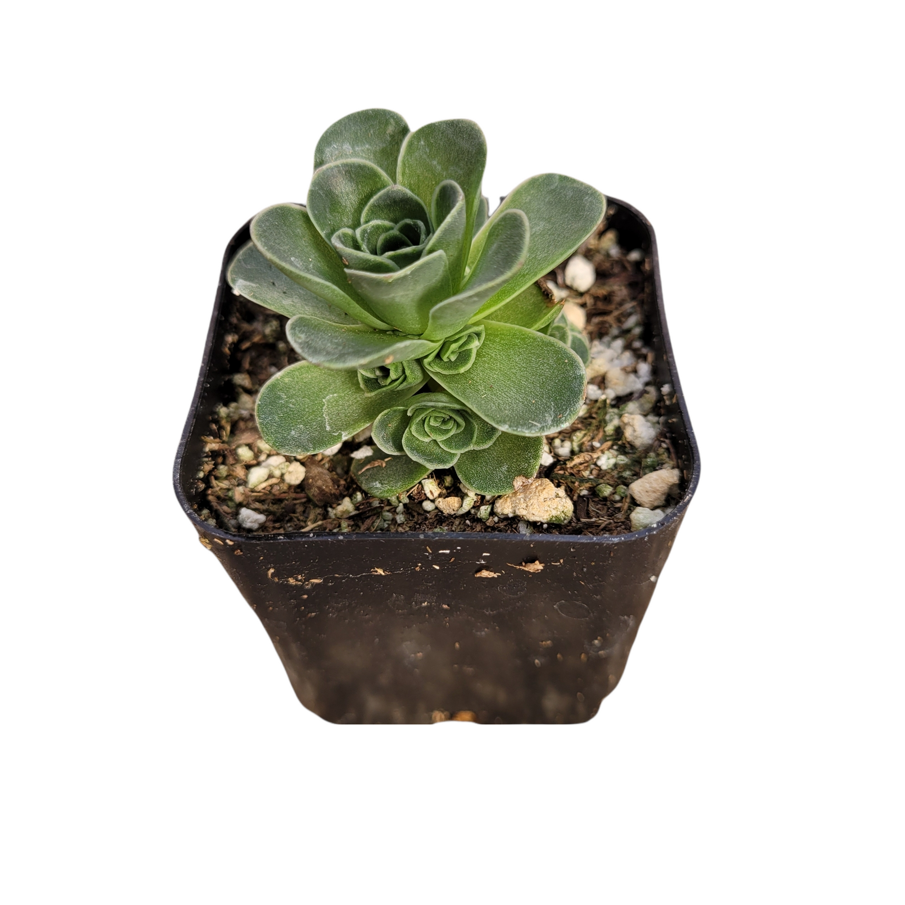 Greenovia dodrentalis Mountain Rose [Dormant in Summer]