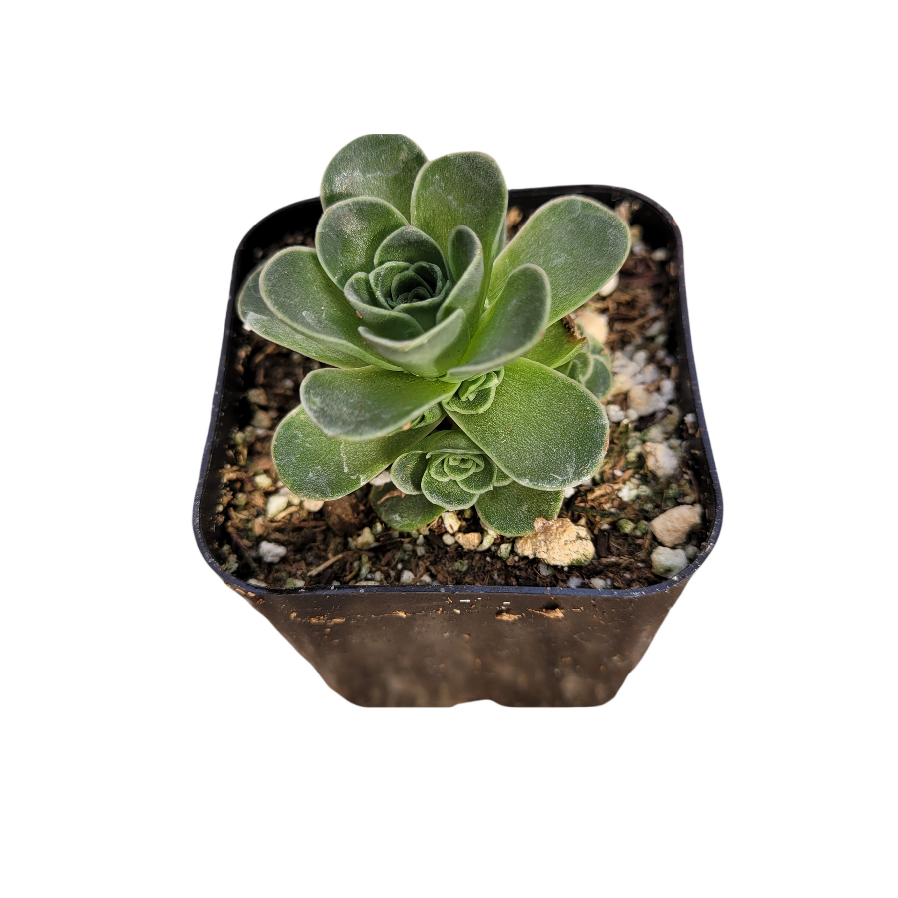 Greenovia dodrentalis Mountain Rose [Dormant in Summer]