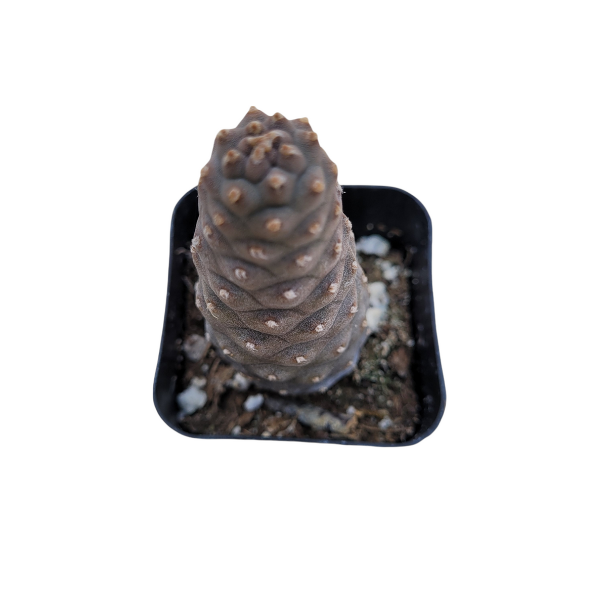 Tephrocactus articulatus var. inermis