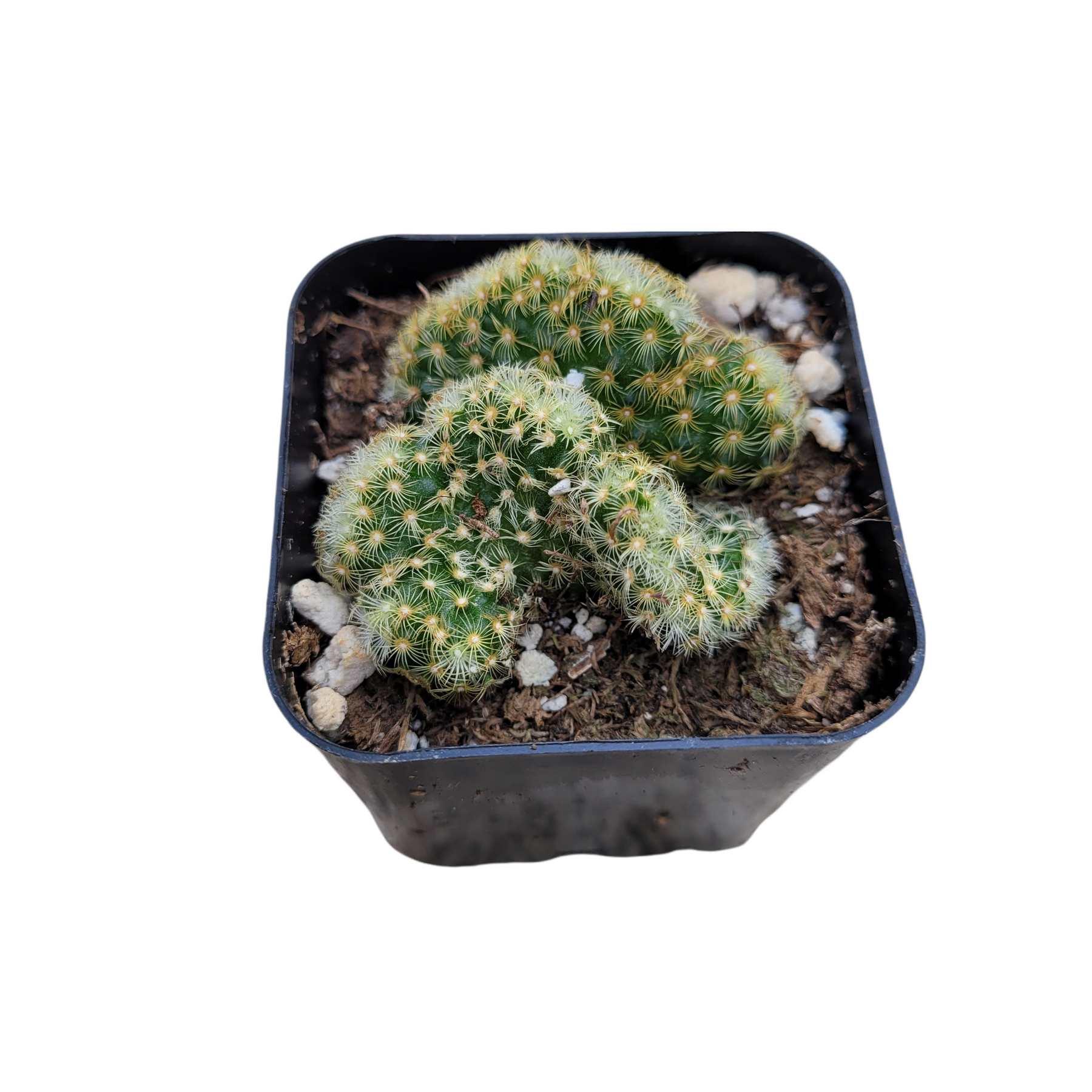 Mammillaria elongata cristata 'Brain Cactus'