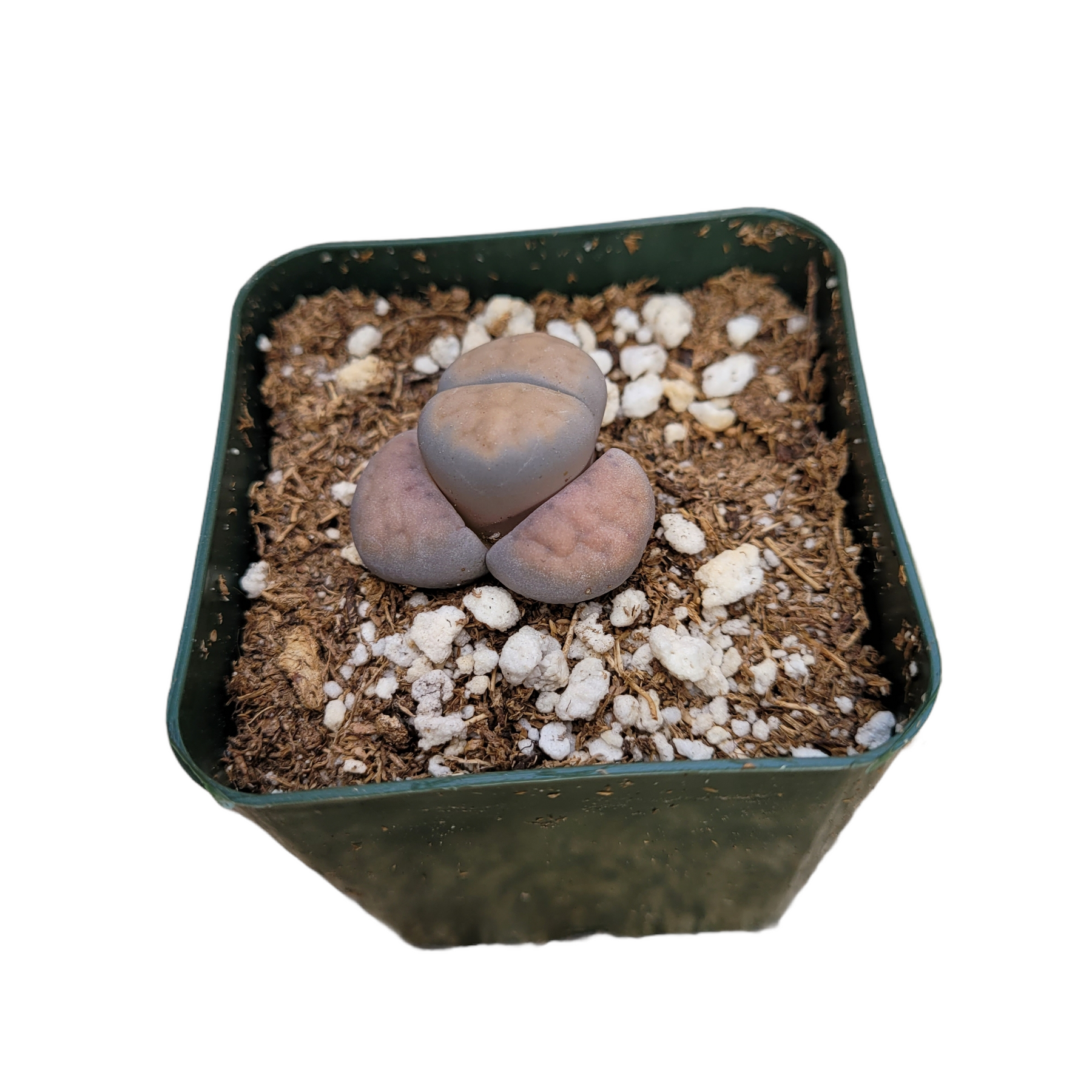 succulent stone plant Lithops 'Living Stones'