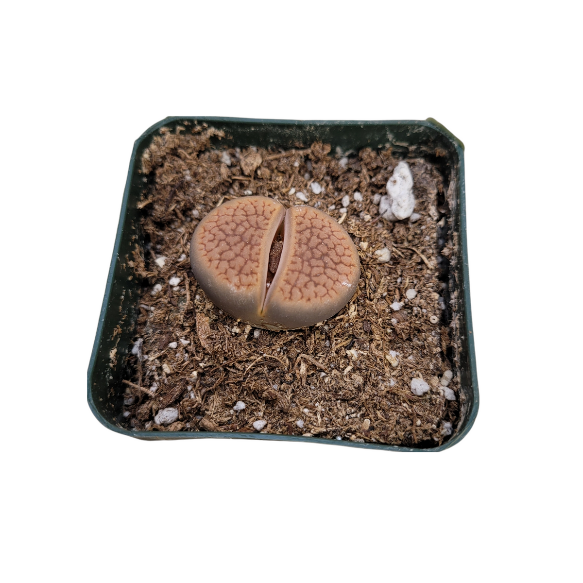 Lithops 'Living Stones' - Succulents Depot