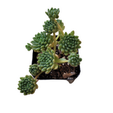 Sedum winkleri succulent with rosette leaves in nursery pot.