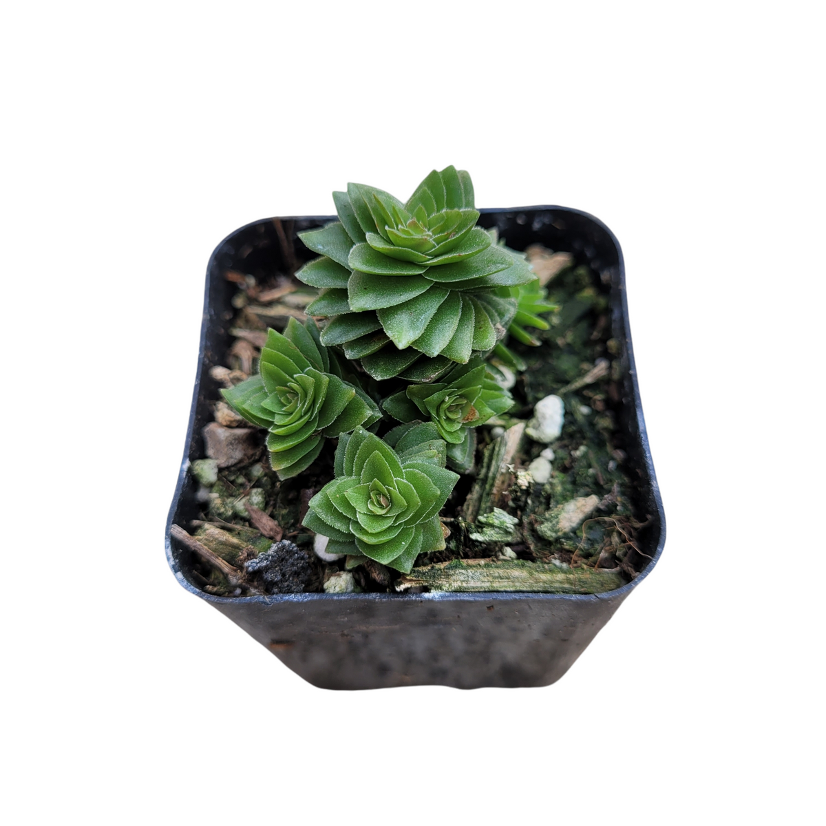 Crassula 'Spiralis Estagnol'