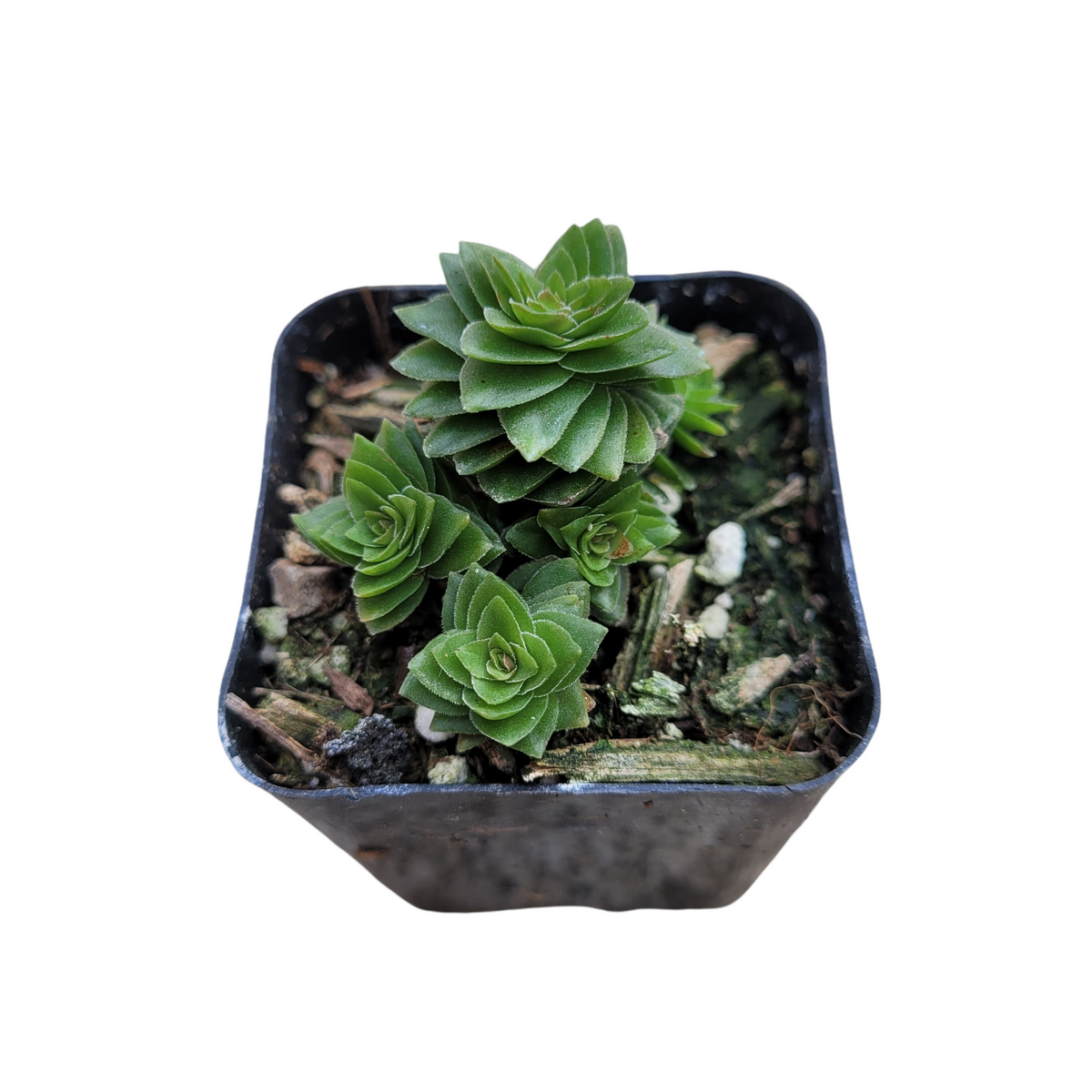 succulent pots ebay Crassula 'Spiralis Estagnol' 2 Inch