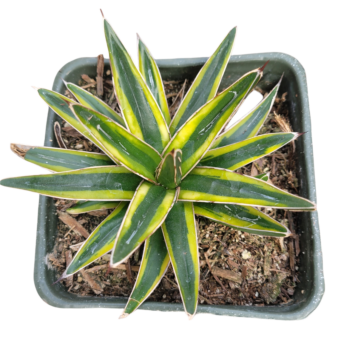 Agave Victoria Reginae Variegated