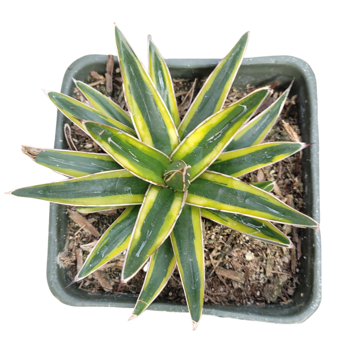 Agave Victoria Reginae Variegated