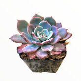 Echeveria Laulensis