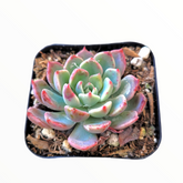 Echeveria Nanahukumini