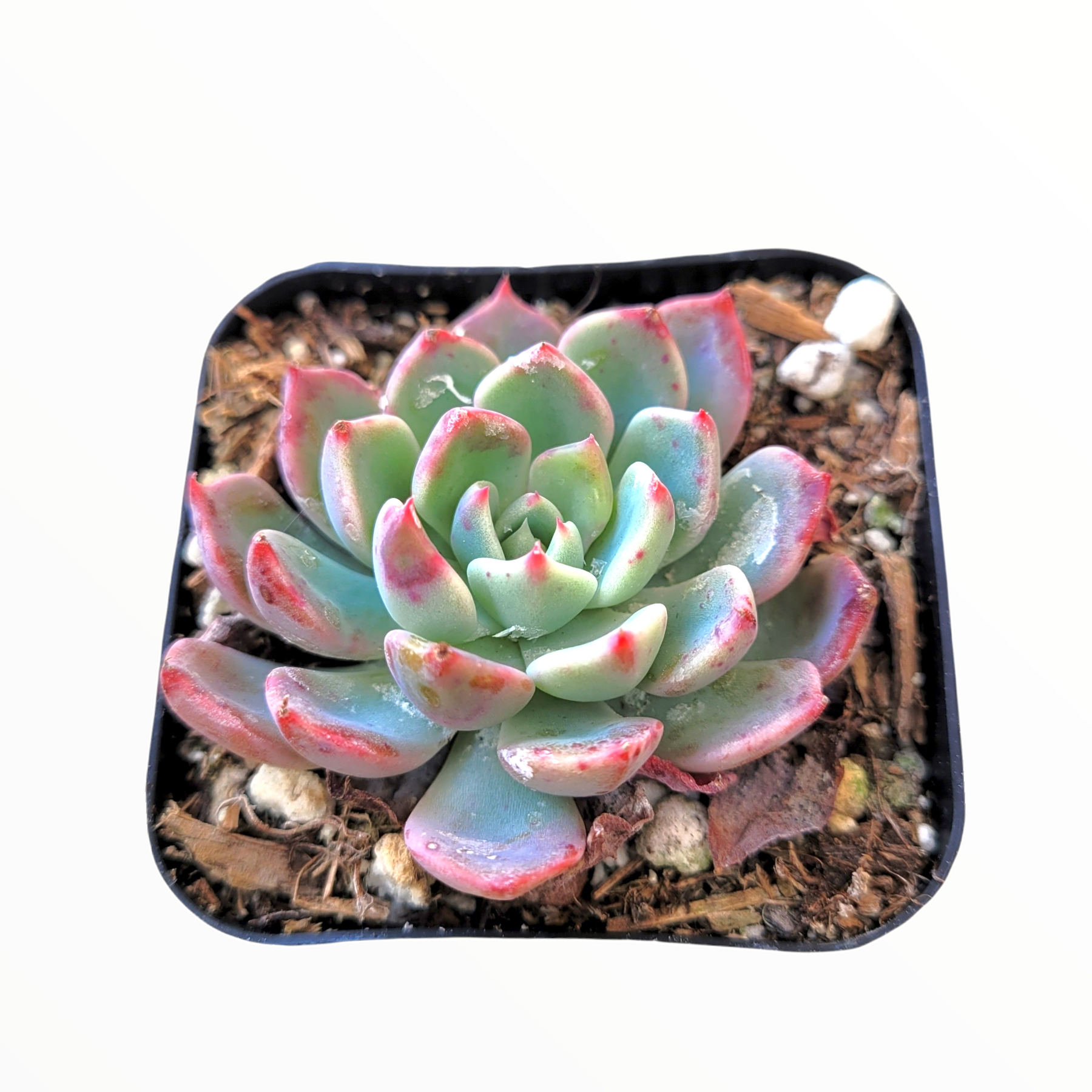 noona succulent Echeveria Nanahukumini