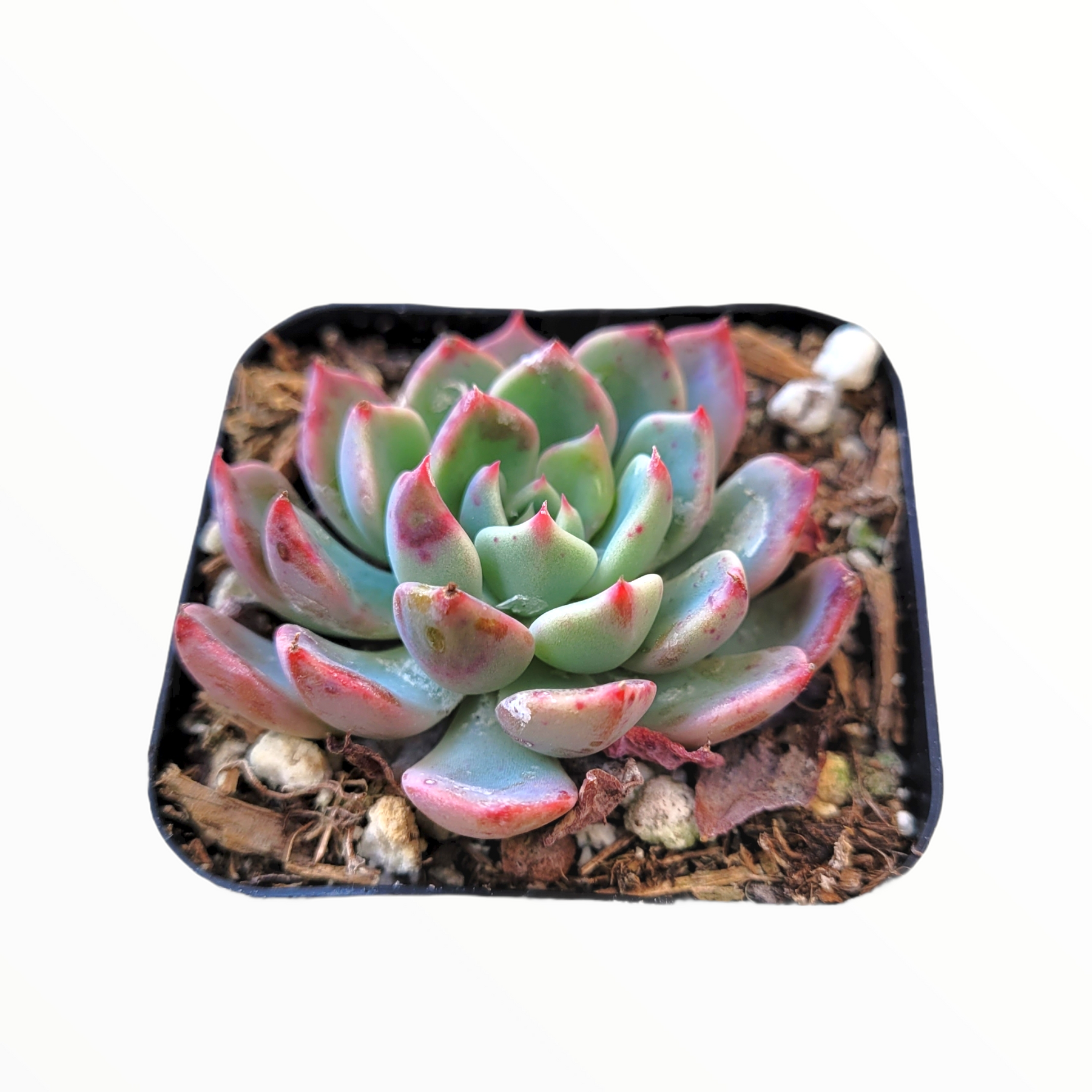 succulents honolulu Echeveria Nanahukumini
