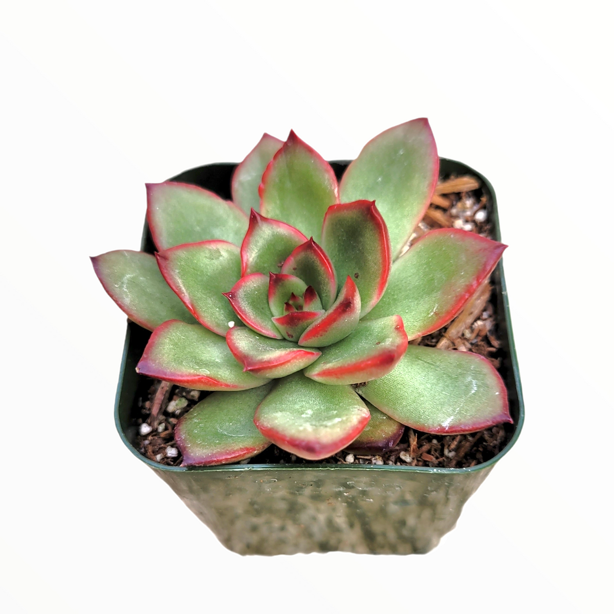 Echeveria Puli-lindsayana