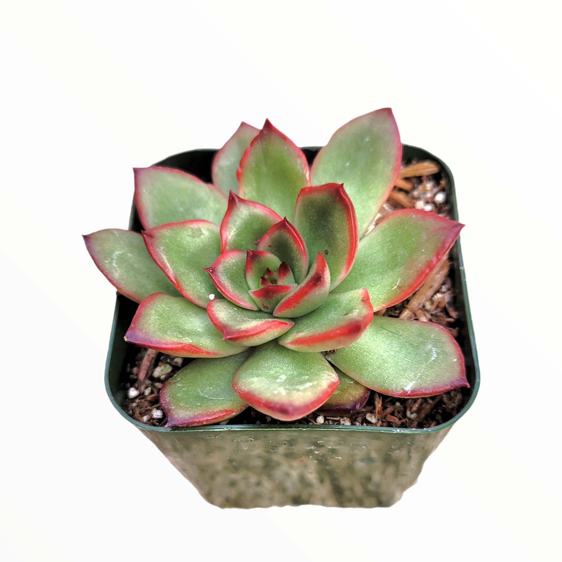 succulents kauai Echeveria Puli-lindsayana 2 Inch