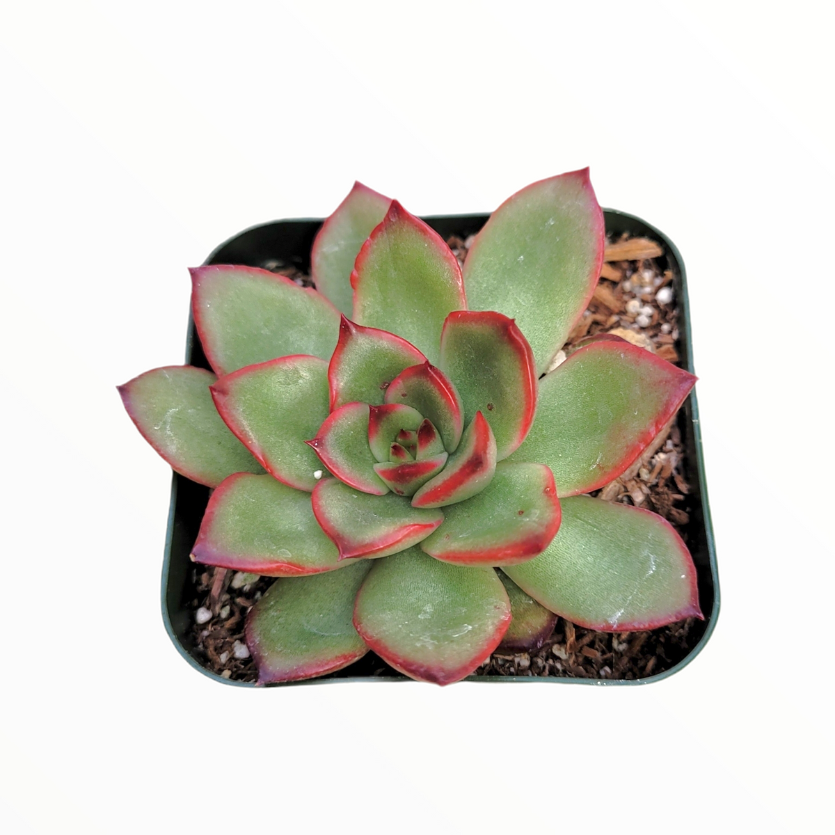 Echeveria Puli-lindsayana