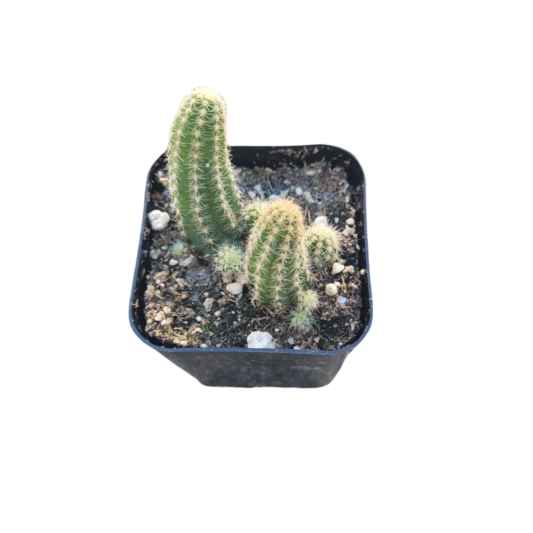 Echinopsis chamaecereus Peanut Cactus - Succulents Depot