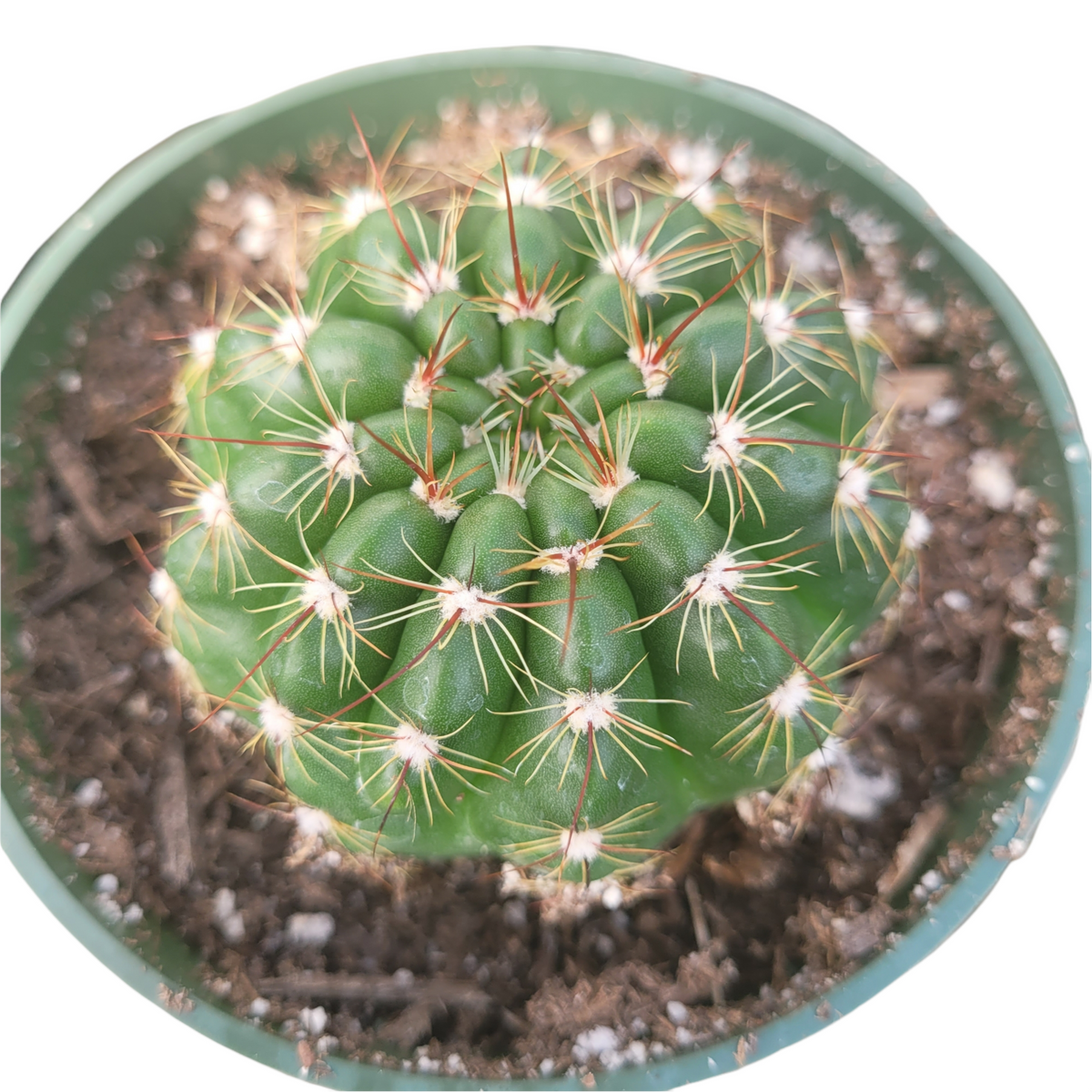 Notocactus ottonis 'Indian Head'