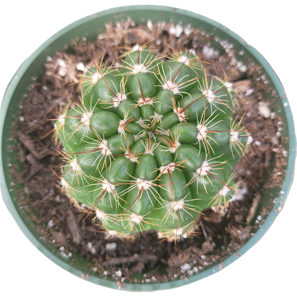 Notocactus ottonis 'Indian Head'