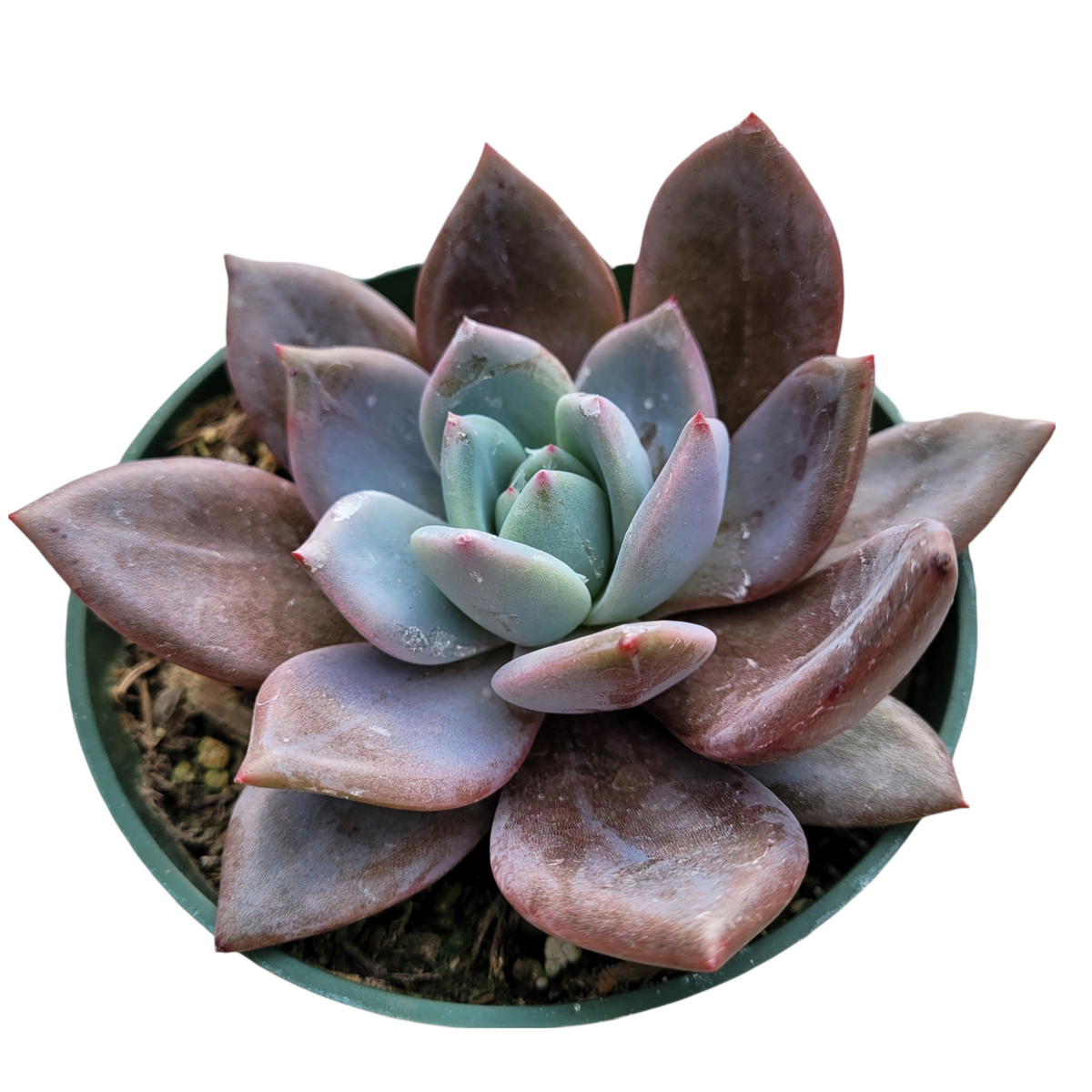 Echeveria champagne 'White Night'