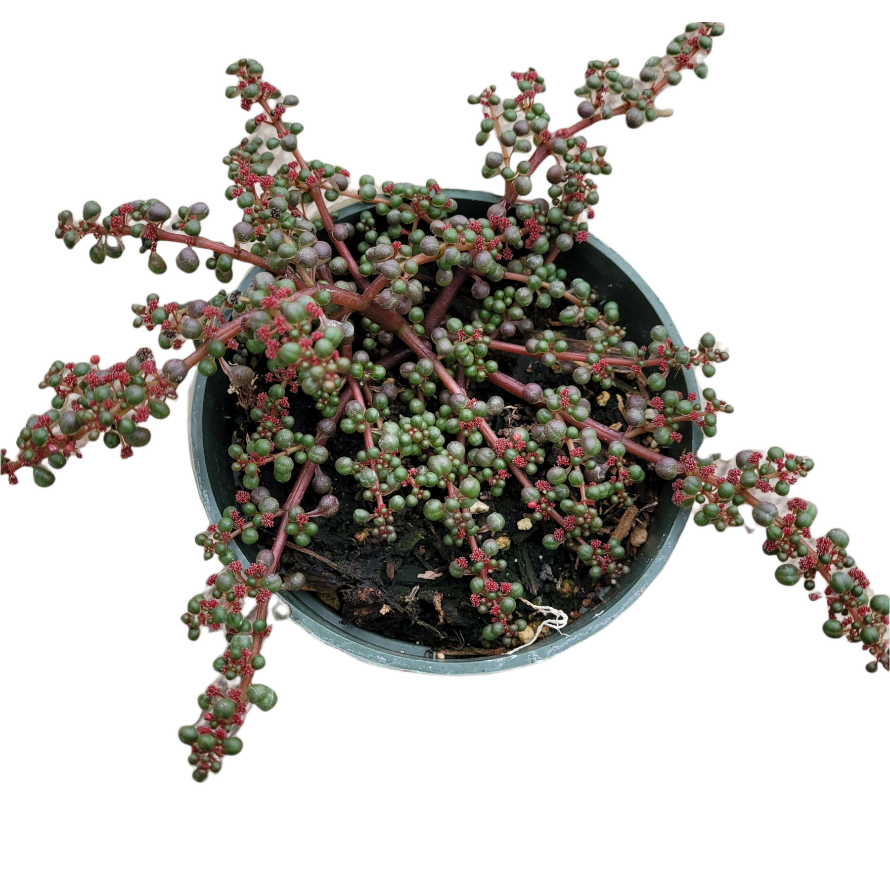 globulosa succulent Pilea serpyllacea 'Globosa'