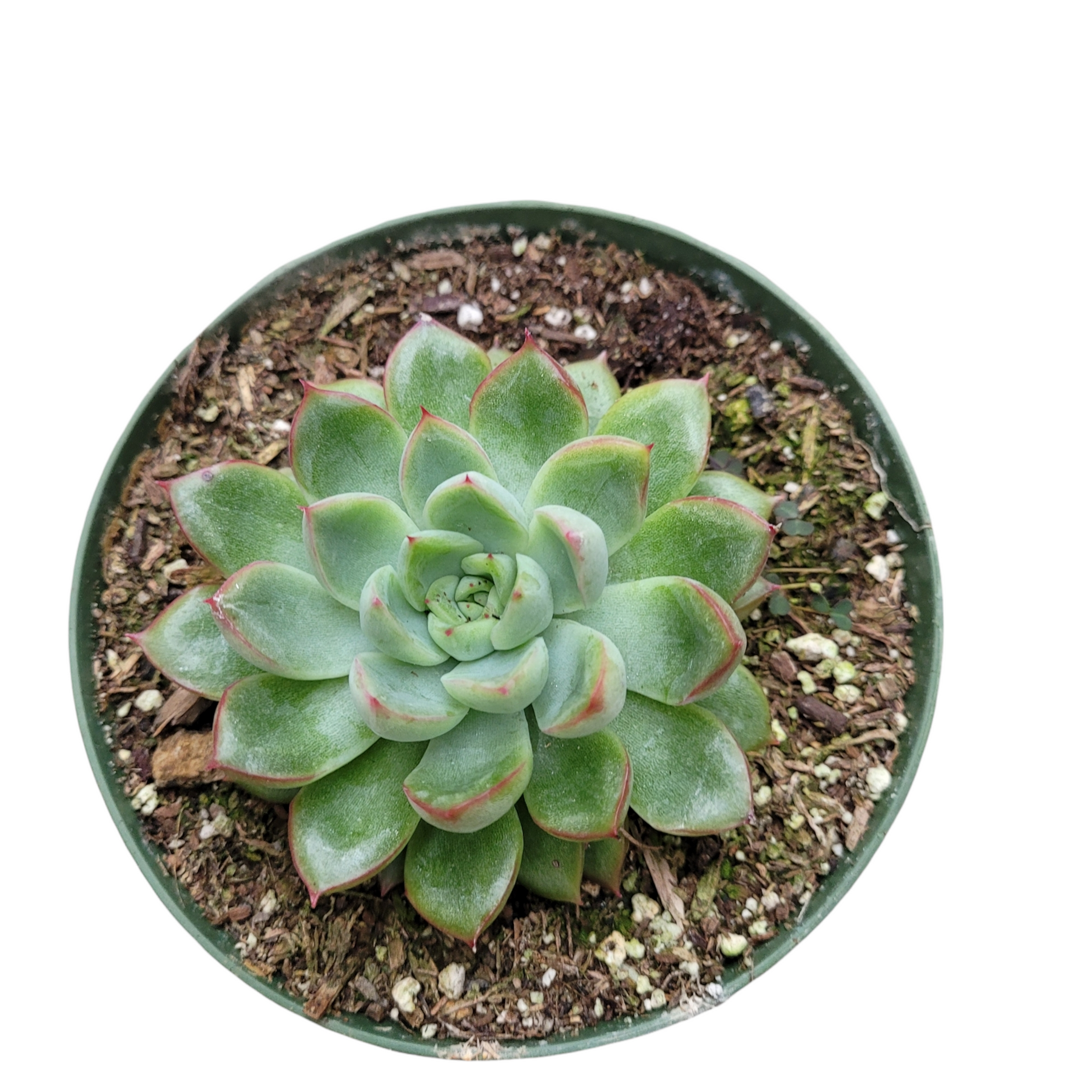 mebina succulent Echeveria mebina