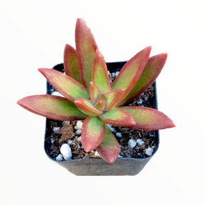 Sedum adolphii 'Firestorm' - Succulents Depot