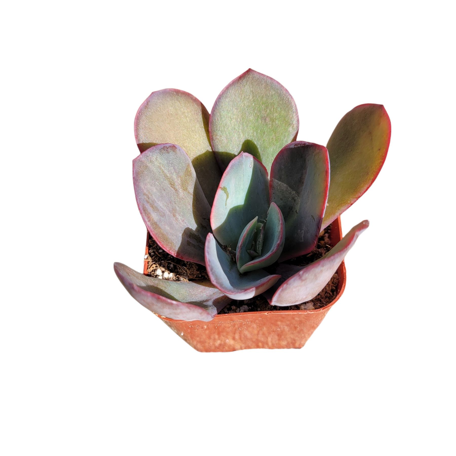 succulent with pink tinged leaves Echeveria 'Da Vinci Code'