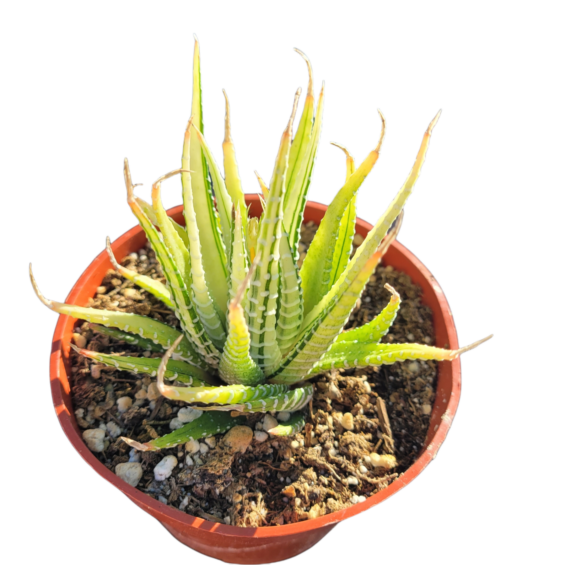 succulent striped leaves Haworthia fasciata Variegata