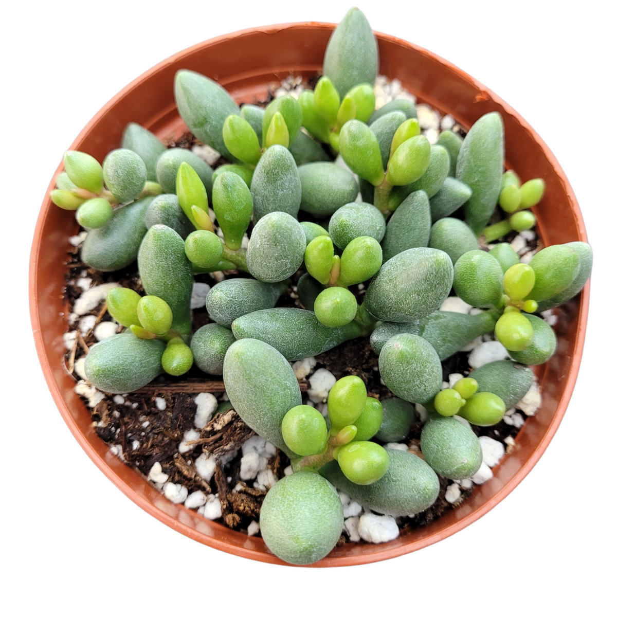 Adromischus oviforme - Succulents Depot