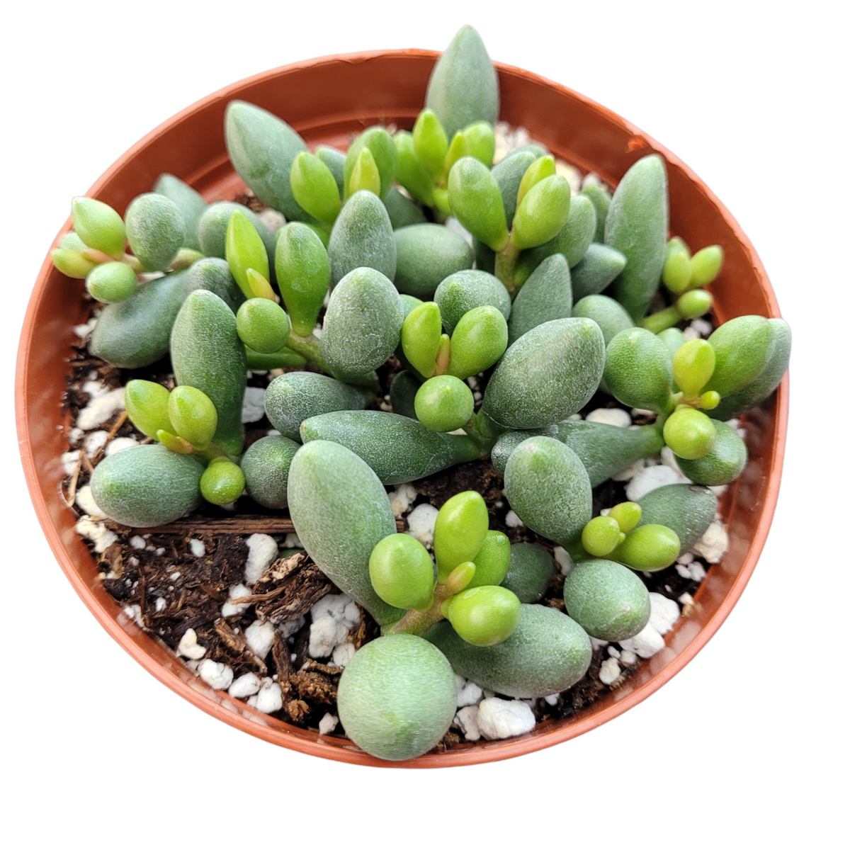 Adromischus oviforme - Succulents Depot