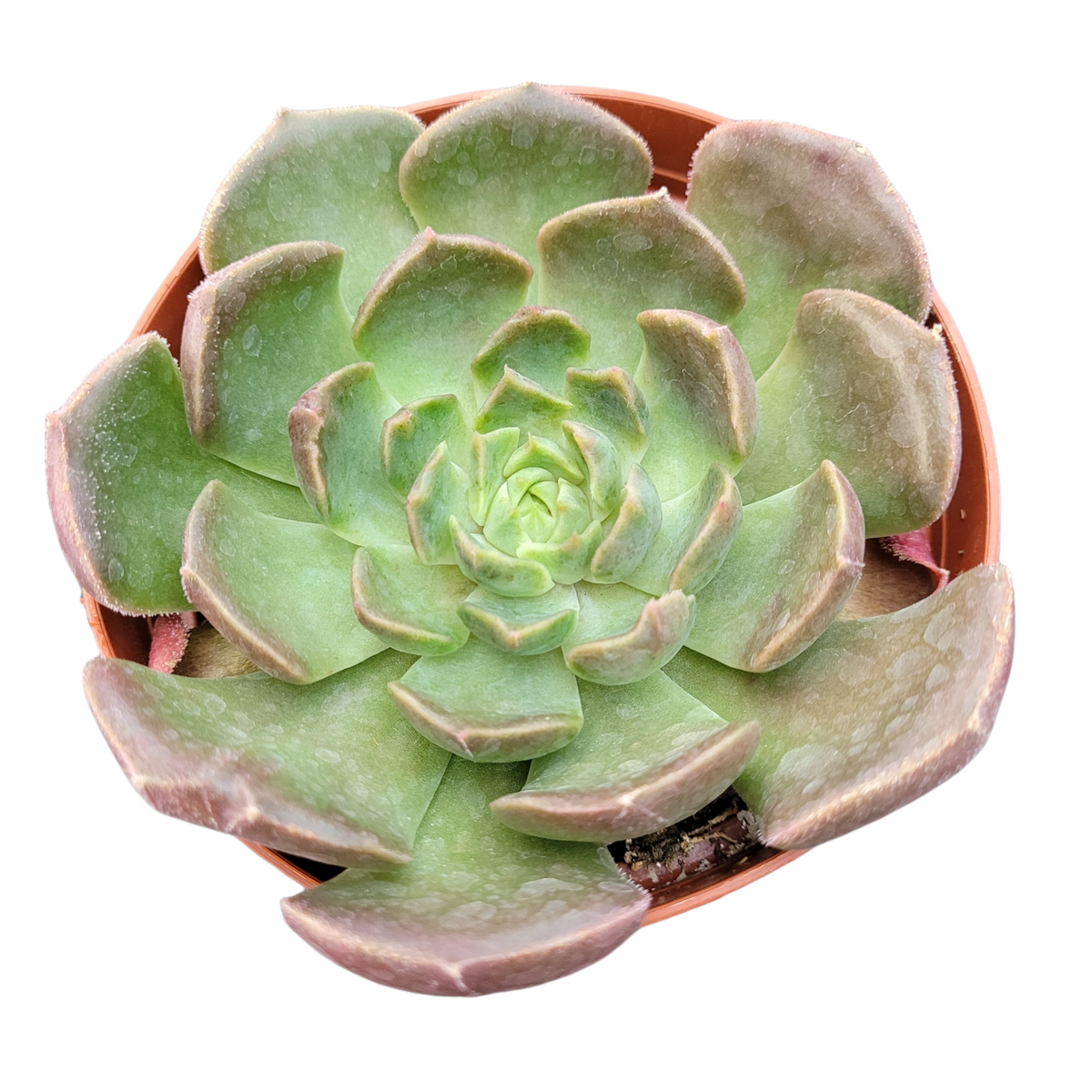 Echeveria Brown Rose