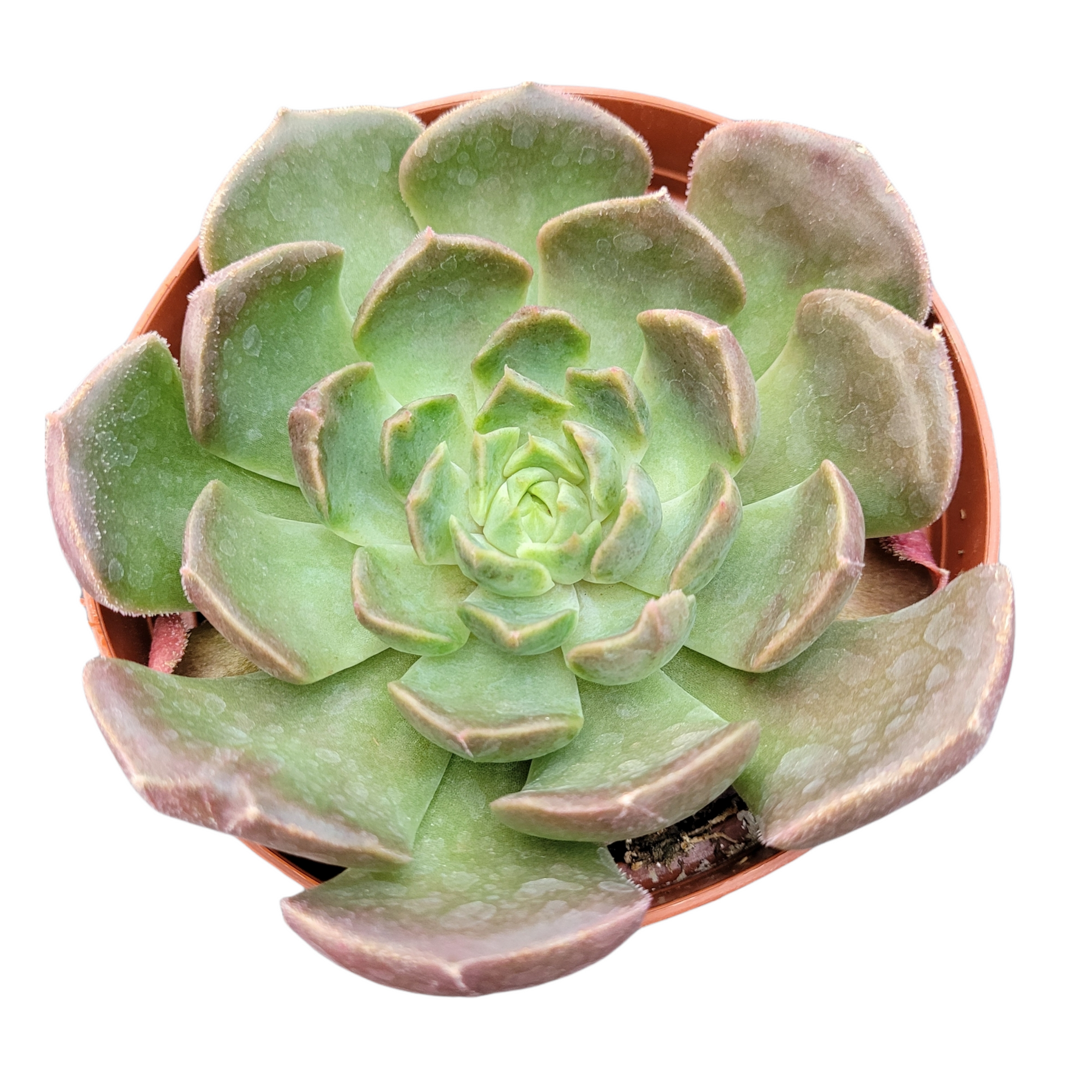 succulent brown stem green leaves Echeveria Brown Rose