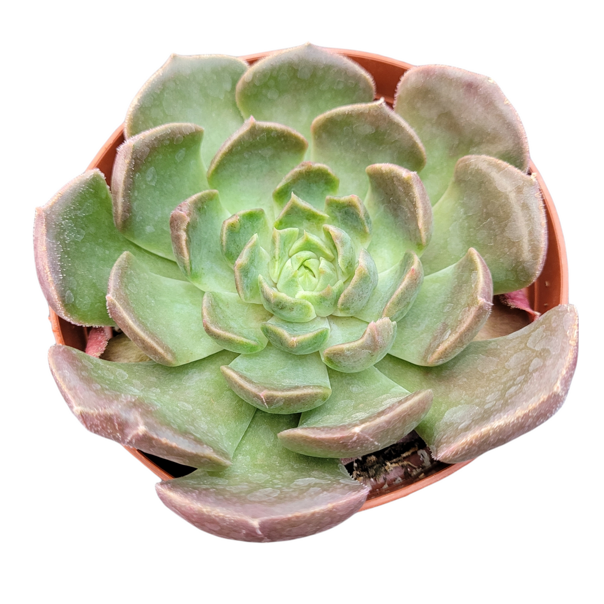 Echeveria Brown Rose